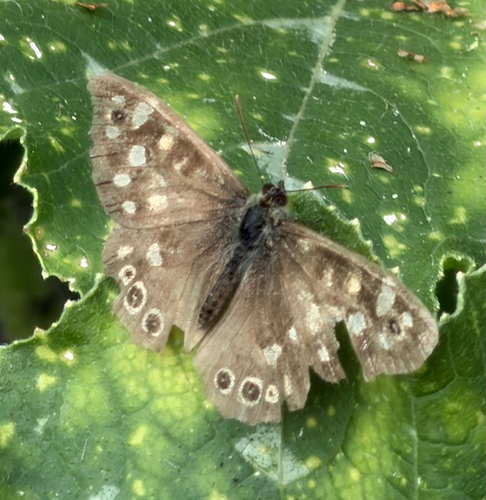 Speckled Wood