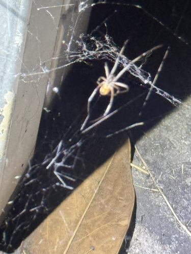 Brown Widow