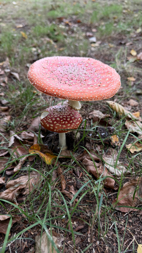 Fly Agaric