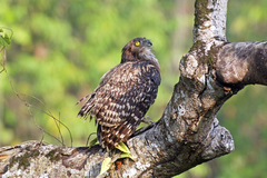 Ketupa zeylonensis