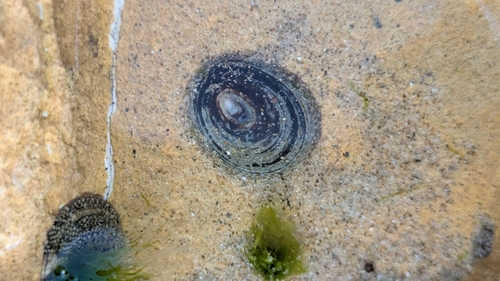 Chocolate Limpet