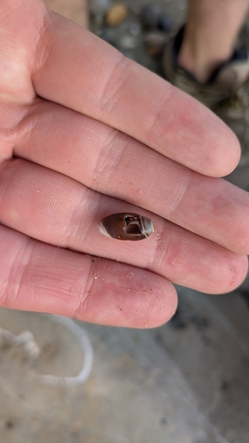 Purple Olive Snail