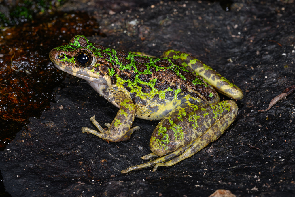 Wuyi Sharp-nosed Frog