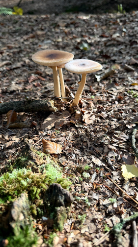 Tawny Grisette