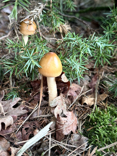 Tawny Grisette