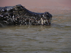 Coendou longicaudatus