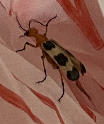 Charlie Brown Blister Beetle