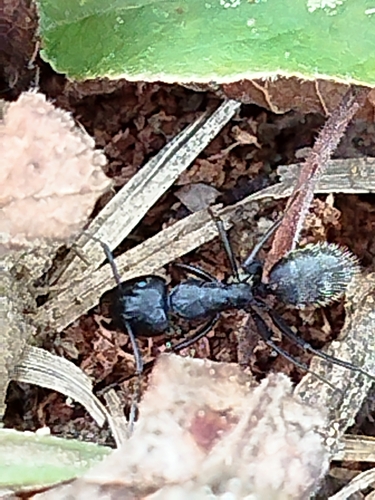 Hairy Carpenter Ant