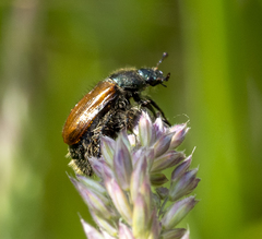 Phyllopertha horticola