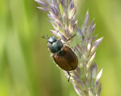 Phyllopertha horticola