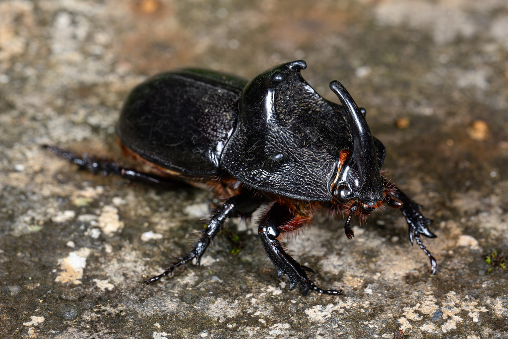 Trichogomphus mongol