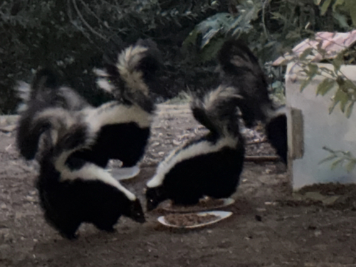 Striped Skunk