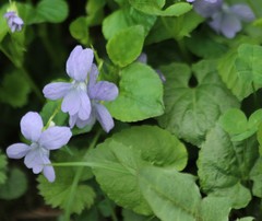 Viola sacchalinensis
