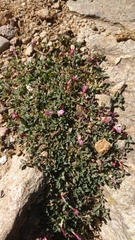 Trifolium uniflorum
