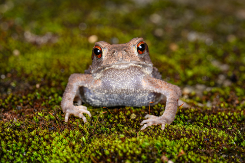 Asiatic Toad, photo 3 of 8