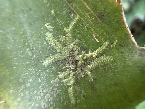 Cololejeunea planissima observed 2026-09-23