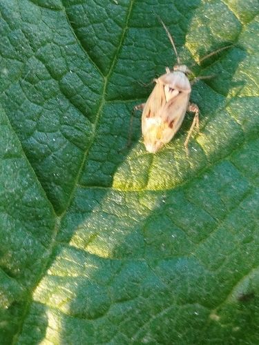 Lygus gemellatus