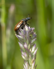 Phyllopertha horticola