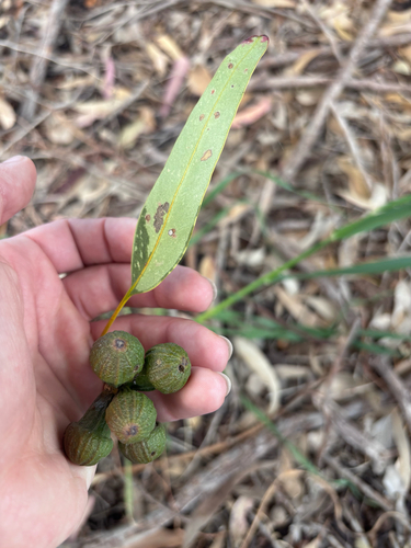 Eucalyptus gomphocephala observed 2026-10-01
