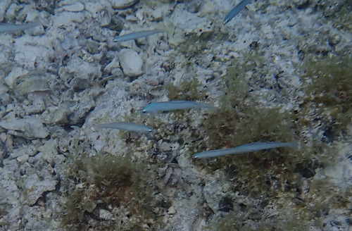 Ptereleotris microlepis observed 2026-10-01