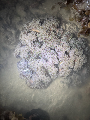 Euphyllia observed 2026-09-30