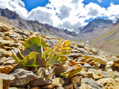 Corydalis crassifolia