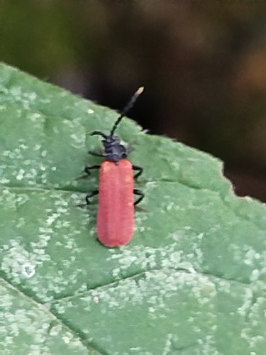 Platycis minutus