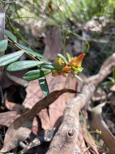 Hibbertia bracteata observed 2026-10-01