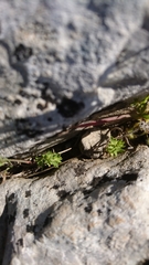 Lysimachia linum-stellatum