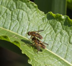 Parhelophilus