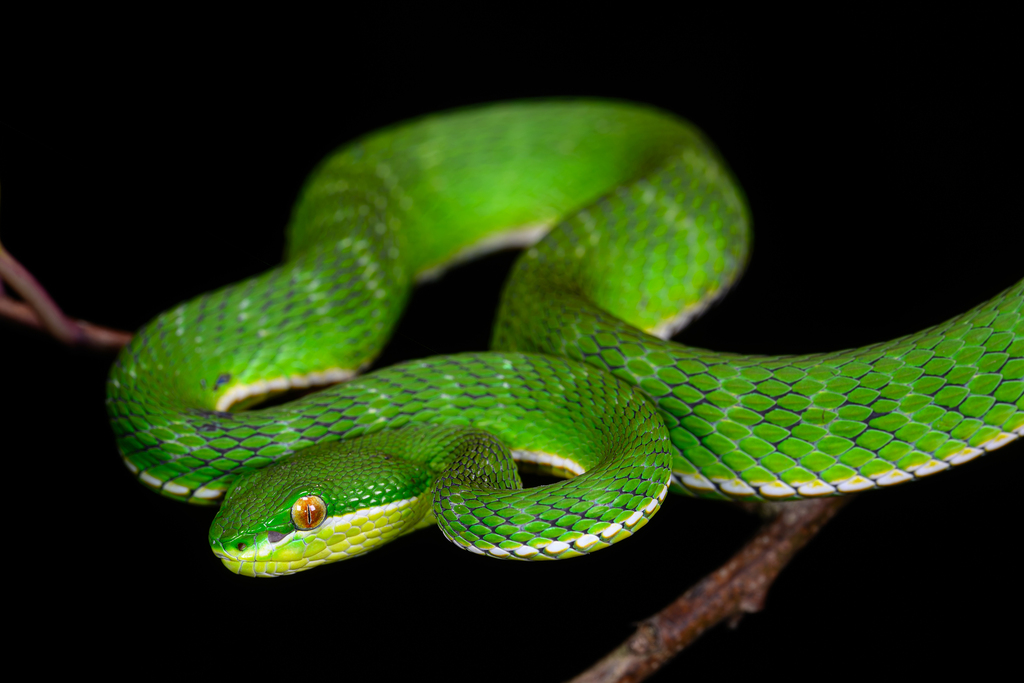 White-lipped green pit viper (Trimeresurus albolabris) coiled on a branch in Southeast Asia