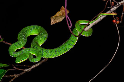 White-lipped Pit Viper, photo 4 of 8