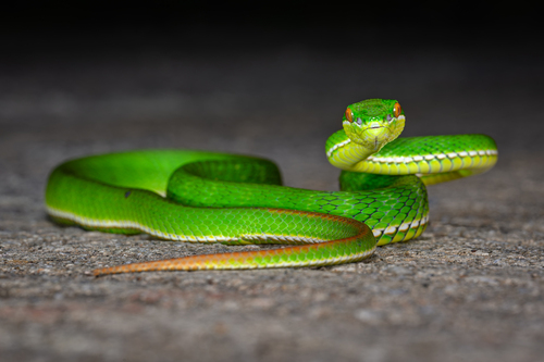 White-lipped Pit Viper, photo 2 of 8