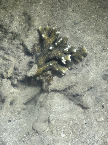 Montipora observed 2026-09-30
