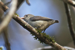 Dicaeum erythrorhynchos