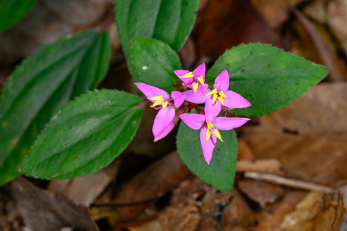 Sonerila cantonensis observed 2026-09-12