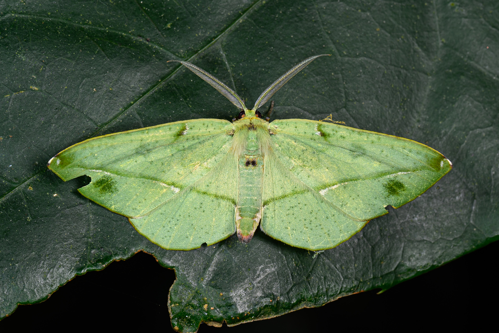 Omiza miliaria