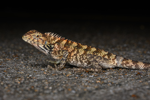 Wang’s Garden Lizard, photo 3 of 9