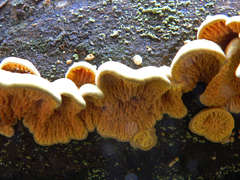 Pseudomerulius curtisii