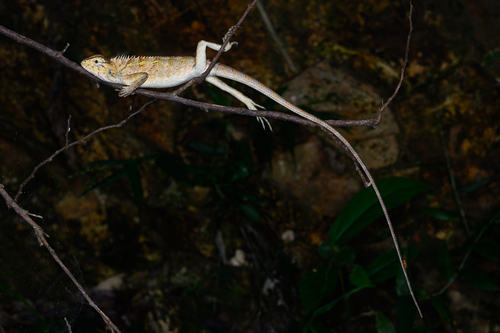 Wang’s Garden Lizard, photo 2 of 9