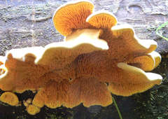 Pseudomerulius curtisii