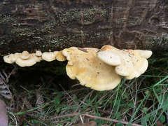 Pseudomerulius curtisii