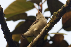 Dicaeum erythrorhynchos