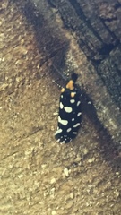 Euplocamus anthracinalis