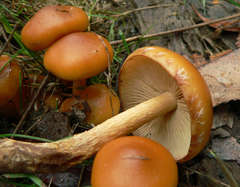 Pholiota malicola