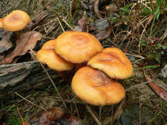Pholiota malicola