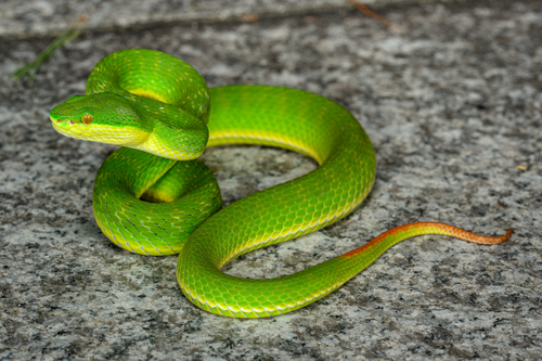 White-lipped Pit Viper, photo 3 of 8