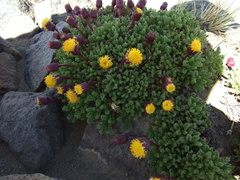 Senecio subdiscoideus