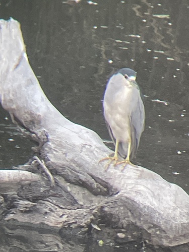Black-crowned Night Heron