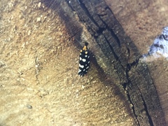 Euplocamus anthracinalis